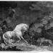 A Horse Affrighted by a Lion, engraved by the artist